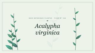 Planche botanique stylisée d’Acalypha virginica