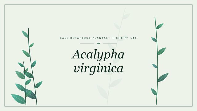 544 acalypha virginica : ce qu'il faut savoir Planche botanique stylisée d’Acalypha virginica
