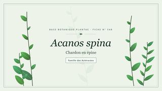 Planche botanique stylisée d’Acanos spina (Chardon en épine), famille des Astéracées