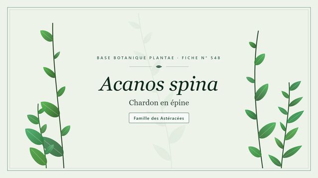 548 acanos spina : points clés Planche botanique stylisée d’Acanos spina (Chardon en épine), famille des Astéracées