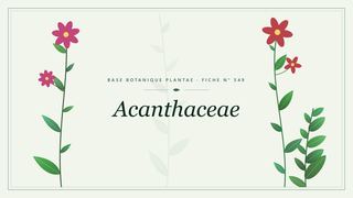 Planche botanique stylisée d’Acanthaceae
