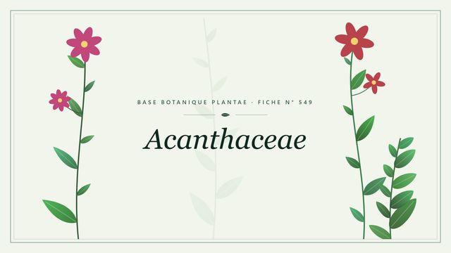 549 acanthaceae : guide complet Planche botanique stylisée d’Acanthaceae