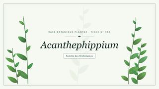 Planche botanique stylisée d’Acanthephippium, famille des Orchidacées