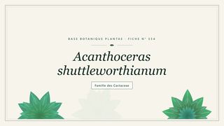 Planche botanique stylisée d’Acanthoceras shuttleworthianum, famille des Cactaceae