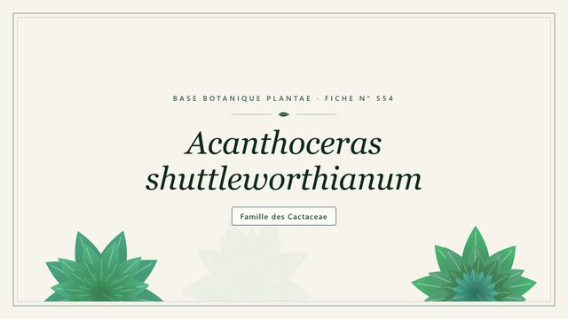 554 acanthoceras shuttleworthianum : points clés Planche botanique stylisée d’Acanthoceras shuttleworthianum, famille des Cactaceae