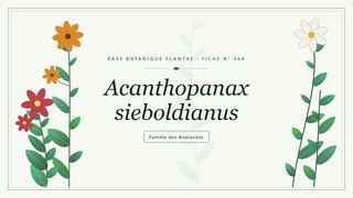 Planche botanique stylisée d’Acanthopanax sieboldianus, famille des Araliacées