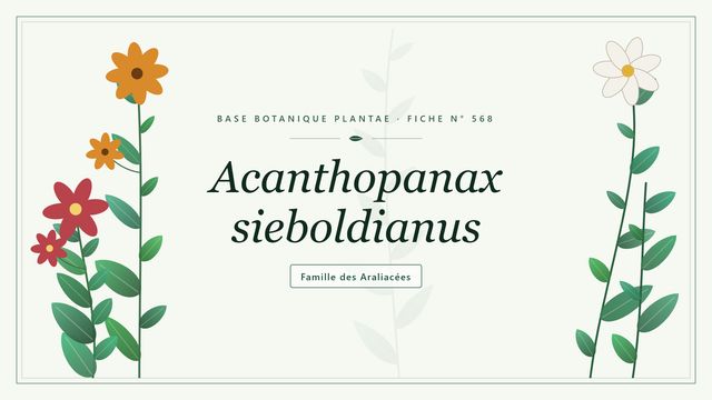 568 acanthopanax sieboldianus : ce qu'il faut savoir Planche botanique stylisée d’Acanthopanax sieboldianus, famille des Araliacées