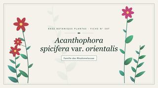 Planche botanique stylisée d’Acanthophora spicifera var. orientalis, famille des Rhodomelaceae