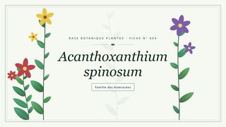 Planche botanique stylisée d’Acanthoxanthium spinosum, famille des Astéracées