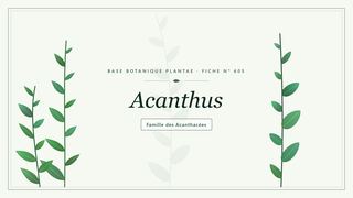 Planche botanique stylisée d’Acanthus, famille des Acanthacées