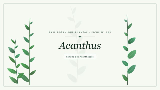 605 acanthus : les bases Planche botanique stylisée d’Acanthus, famille des Acanthacées