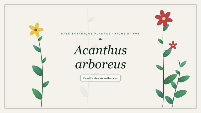 606 acanthus arboreus : notre analyse Planche botanique stylisée d’Acanthus arboreus, famille des Acanthacées