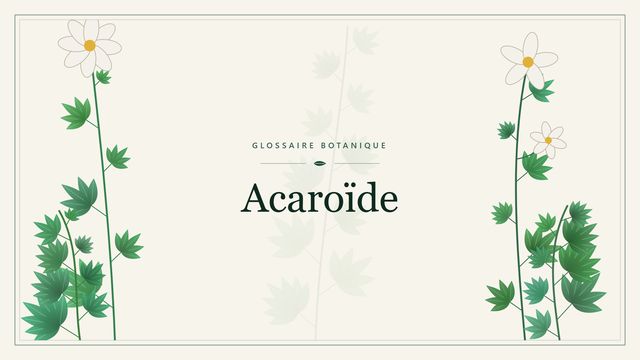Acaroïde : comment s'y retrouver Illustration botanique stylisée du terme « Acaroïde » du glossaire