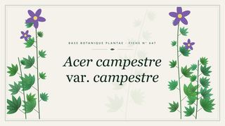 Planche botanique stylisée d’Acer campestre var. campestre