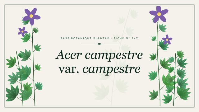 Acer campestre var. campestre : fiche descriptive et taxonomie Planche botanique stylisée d’Acer campestre var. campestre