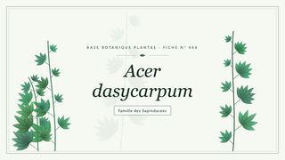 Planche botanique stylisée d’Acer dasycarpum, famille des Sapindacées