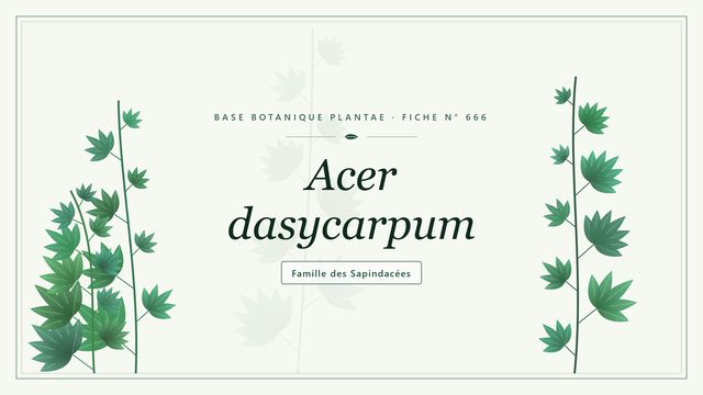 666 acer dasycarpum : les bases Planche botanique stylisée d’Acer dasycarpum, famille des Sapindacées