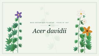 Planche botanique stylisée d’Acer davidii