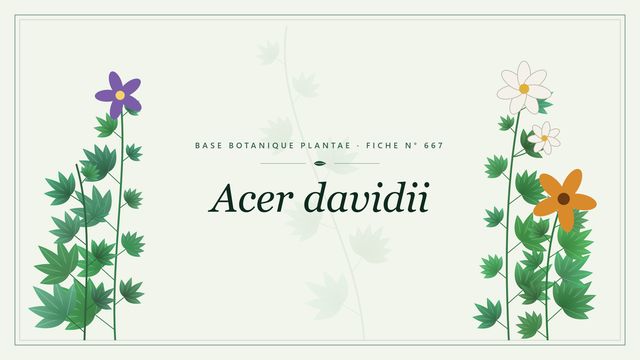 Acer davidii : description, culture et usages ornementaux Planche botanique stylisée d’Acer davidii