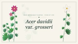 Planche botanique stylisée d’Acer davidii var. grosseri