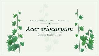 Planche botanique stylisée d’Acer eriocarpum (Érable à fruits veléeux)