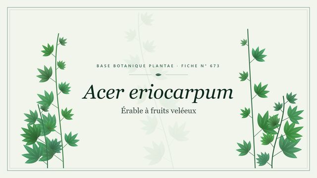 673 acer eriocarpum : comment s'y retrouver Planche botanique stylisée d’Acer eriocarpum (Érable à fruits veléeux)