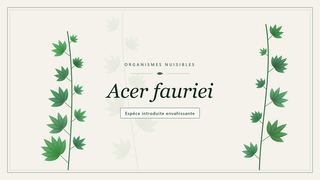 Planche botanique stylisée d’Acer fauriei