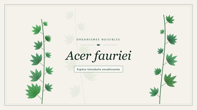 Acer fauriei Planche botanique stylisée d’Acer fauriei