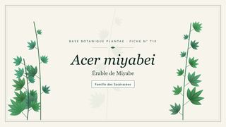 Planche botanique stylisée d’Acer miyabei (Érable de Miyabe), famille des Sacéracées