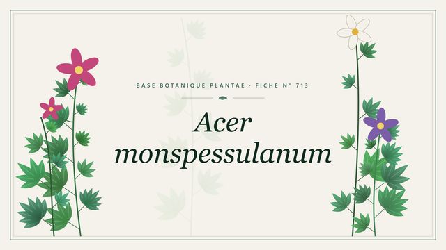 Acer monspessulanum : fiche descriptive et taxonomie Planche botanique stylisée d’Acer monspessulanum