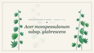 Planche botanique stylisée d’Acer monspessulanum subsp. glabrescens