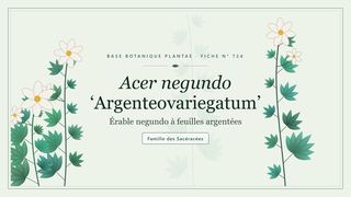 Planche botanique stylisée d’Acer negundo ‘Argenteovariegatum’ (Érable negundo à feuilles argentées), famille des Sacéracées