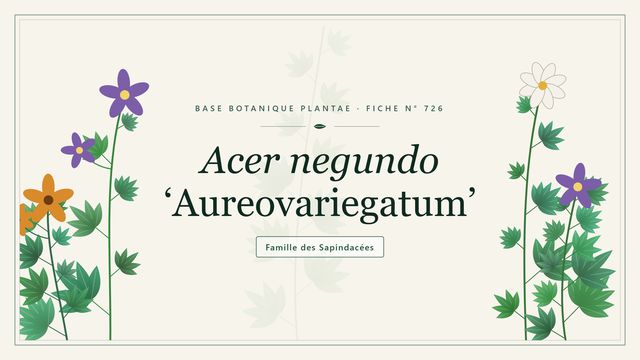 726 acer negundo aureovariegatum : ce qu'il faut savoir Planche botanique stylisée d’Acer negundo ‘Aureovariegatum’, famille des Sapindacées