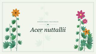 Visuel botanique stylisé consacré à Acer nuttallii