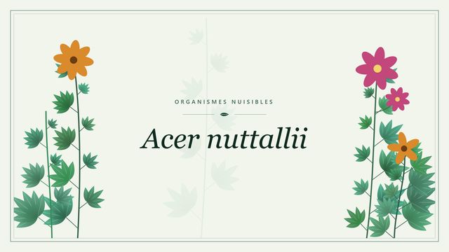 Acer nuttallii : érable introduit sous surveillance Visuel botanique stylisé consacré à Acer nuttallii