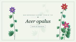 Planche botanique stylisée d’Acer opalus, famille des Sapindacées