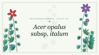Planche botanique stylisée d’Acer opalus subsp. italum