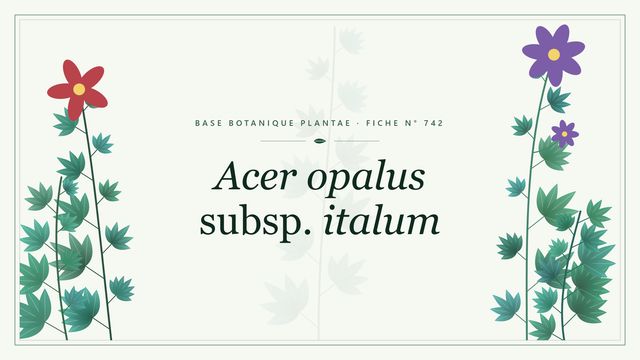 Érable d'Italie : la sous-espèce italum d'Acer opalus Planche botanique stylisée d’Acer opalus subsp. italum