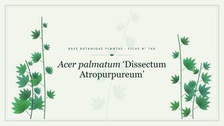 Planche botanique stylisée d’Acer palmatum ‘Dissectum Atropurpureum’