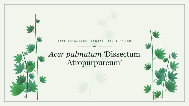 Acer palmatum groupe Dissectum Planche botanique stylisée d’Acer palmatum ‘Dissectum Atropurpureum’