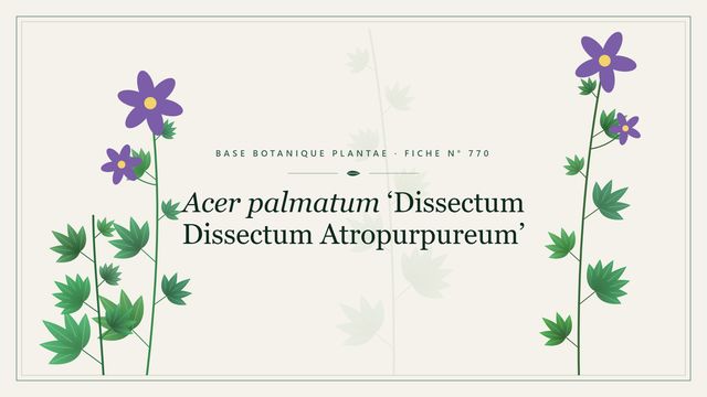 770 acer palmatum dissectum grp dissectum atropurpureum Planche botanique stylisée d’Acer palmatum ‘Dissectum Dissectum Atropurpureum’