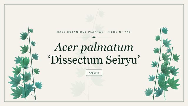 Acer palmatum dissectum grp seiryu : fiche descriptive et taxonomie Planche botanique stylisée d’Acer palmatum ‘Dissectum Seiryu’