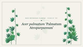 Planche botanique stylisée d’Acer palmatum ‘Palmatum Atropurpureum’