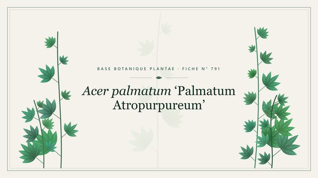 Acer palmatum palmatum grp atropurpureum : fiche descriptive et conseils de culture Planche botanique stylisée d’Acer palmatum ‘Palmatum Atropurpureum’