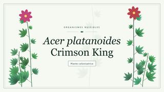 Planche botanique stylisée d’Acer platanoides Crimson King