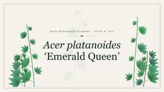 Planche botanique stylisée d’Acer platanoides ‘Emerald Queen’