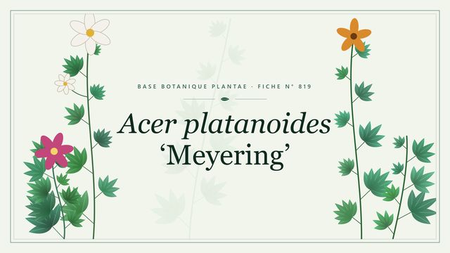 Acer platanoides meyering : fiche descriptive et taxonomie Planche botanique stylisée d’Acer platanoides ‘Meyering’