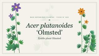 Planche botanique stylisée d’Acer platanoides ‘Olmsted’ (Érable plané Olmsted)