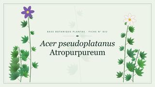 Planche botanique stylisée d’Acer pseudoplatanus Atropurpureum