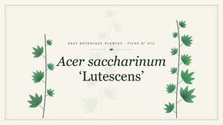 Planche botanique stylisée d’Acer saccharinum ‘Lutescens’